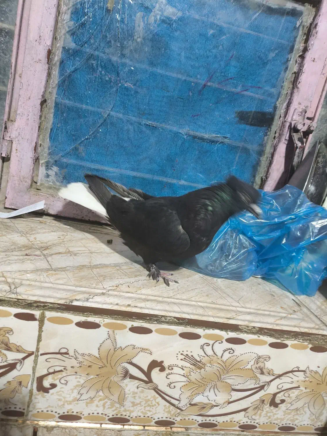 کفتر زاغ دم سفید|پرنده|ایرانشهر, |دیوار