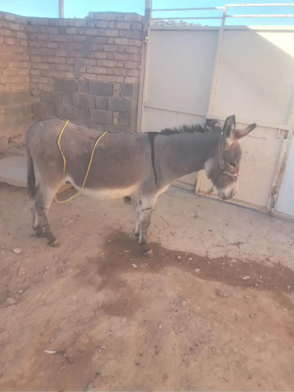 الاغ فروشی|حیوانات مزرعه|همایجان, |دیوار