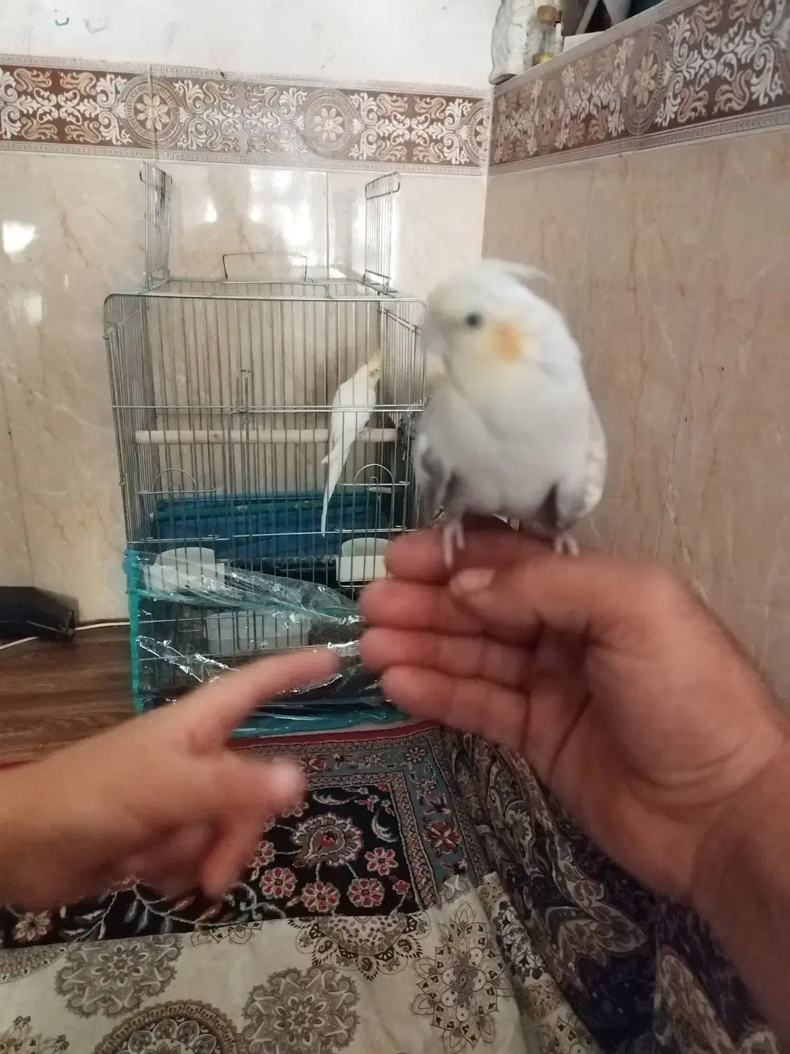 طوطی،عروس هلندی،سقا،سهره،جوجه|پرنده|کرمان, |دیوار