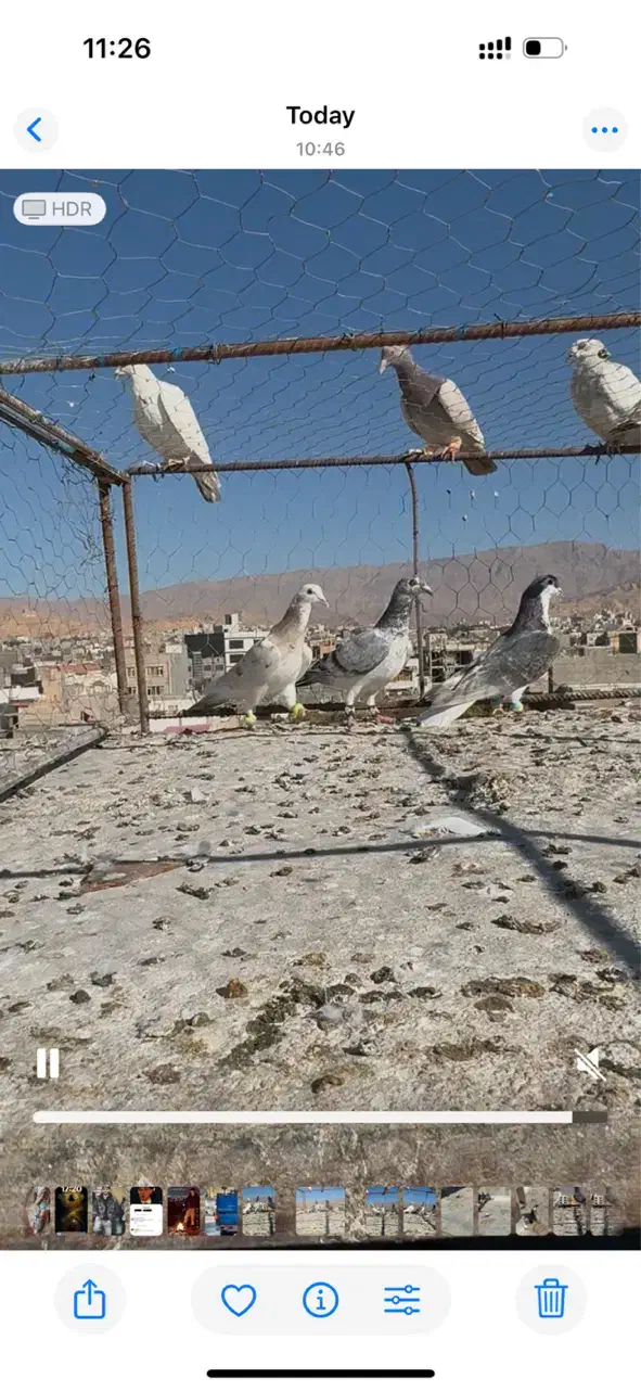 صده مشکی با هفرنگ|پرنده|اسفراین, |دیوار