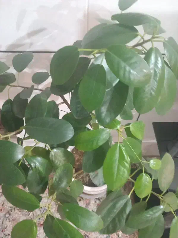 طلا|جواهرات|بوئین و میاندشت, |دیوار