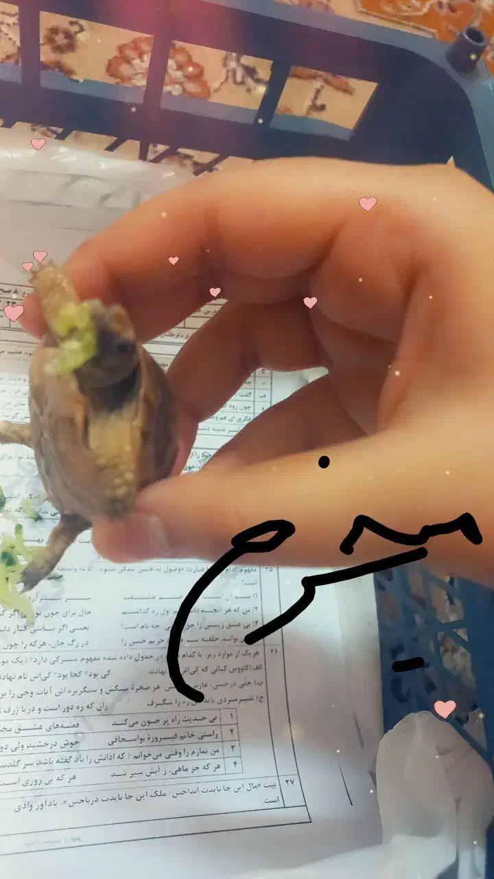 حیوون آرام گم شده|حیوانات|رفسنجان, |دیوار