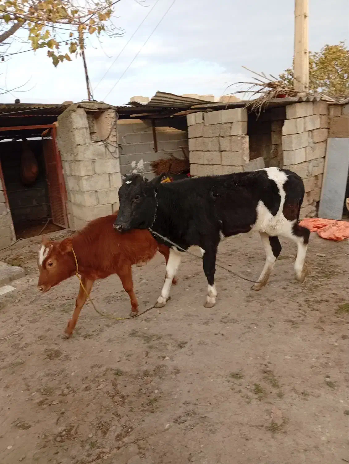 گوساله سرحال خوب  دورگه|حیوانات مزرعه|کلاله, |دیوار