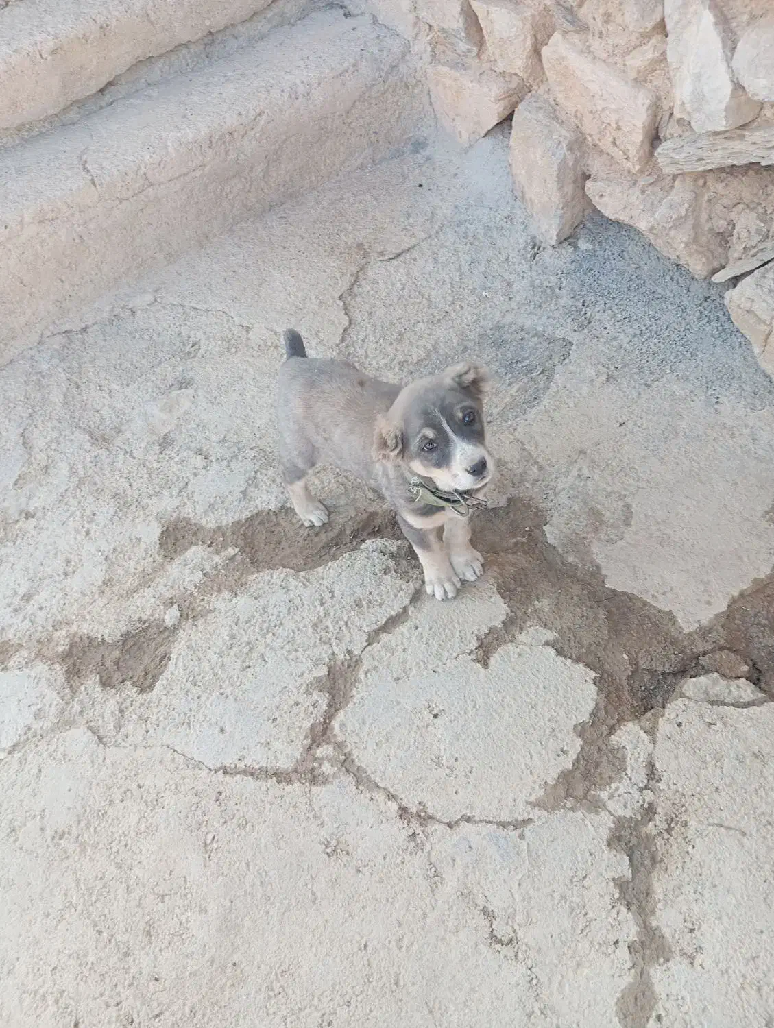 سگ پژدر خوب ماده|سگ|کرفتو, |دیوار