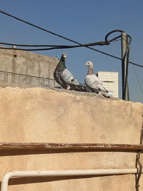 هفرنگ|پرنده|آبگرم, |دیوار