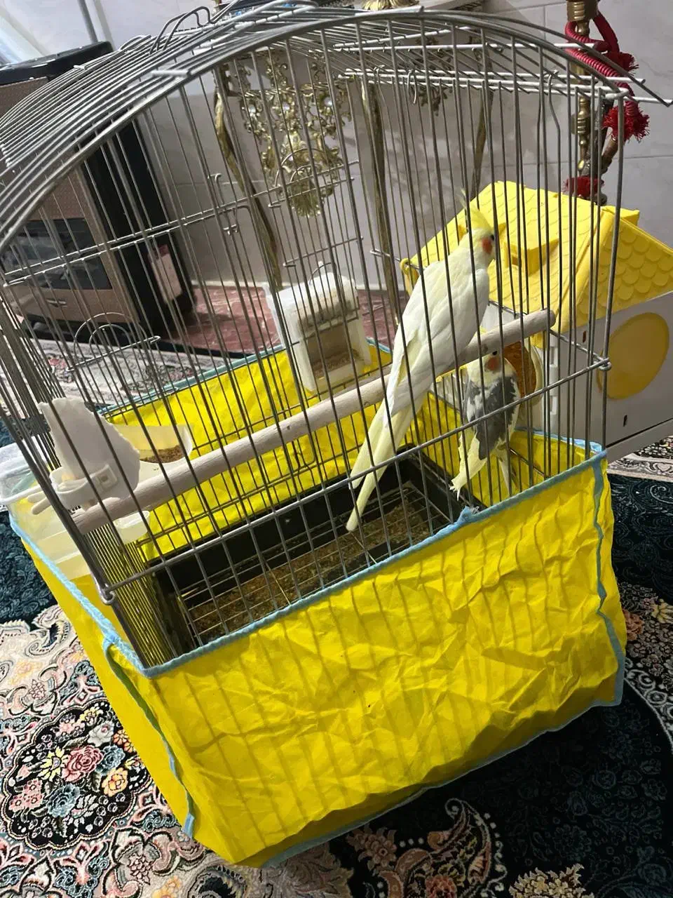 عروس هلندی|پرنده|زنجان, |دیوار