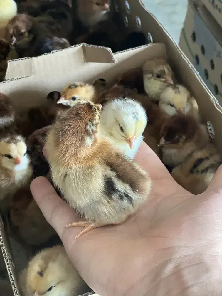 فروش جوجه 15 روزه|حیوانات مزرعه|دهگلان, |دیوار