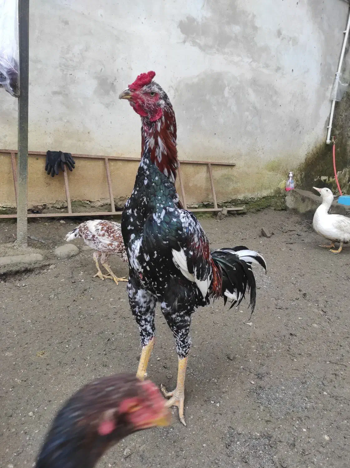 خروس لاری. سه عدد دومیلیون پانصد|حیوانات مزرعه|آستارا, |دیوار