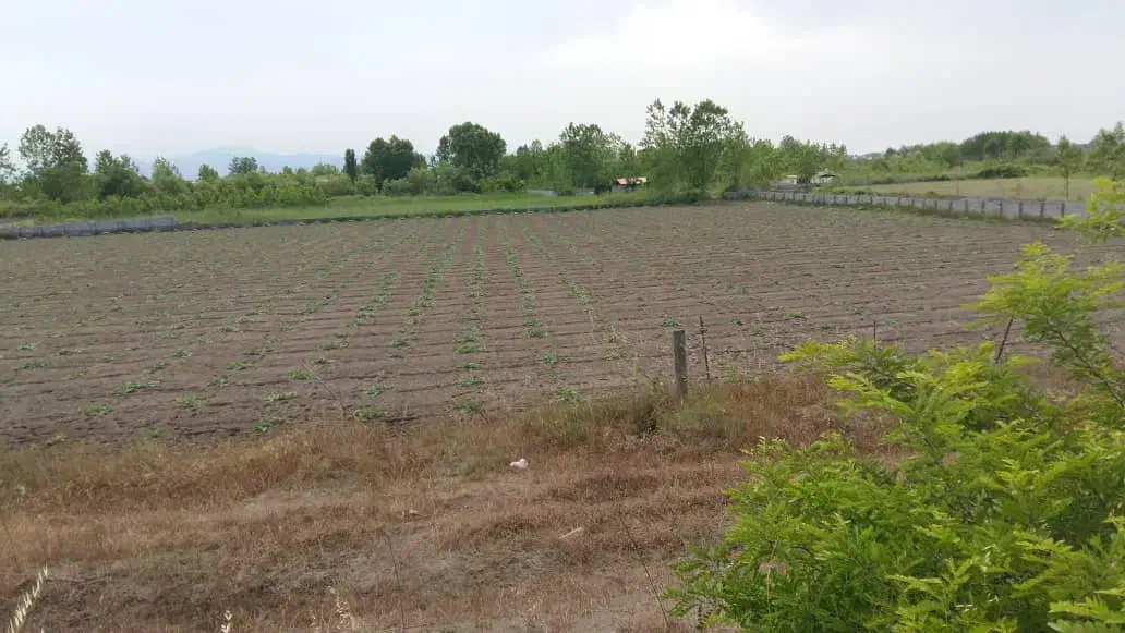 فروش زمین در لنگرود|فروش زمین و ملک کلنگی|رشت, چله خانه|دیوار