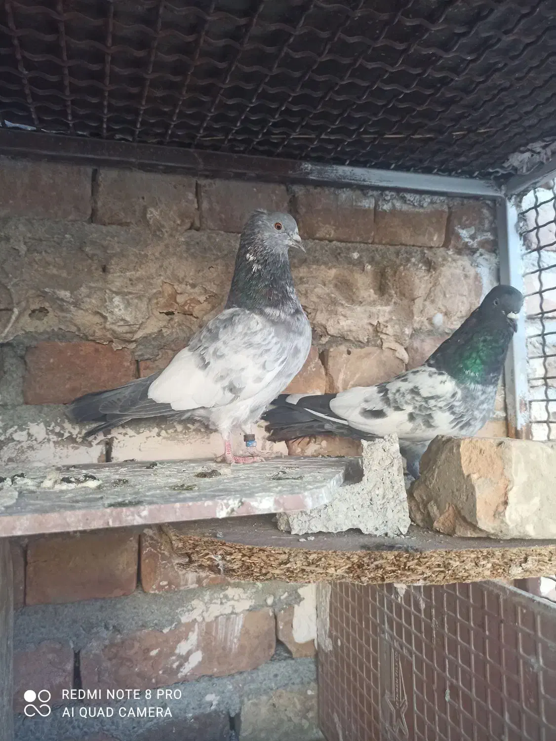 کفتر|پرنده|ایرانشهر, |دیوار