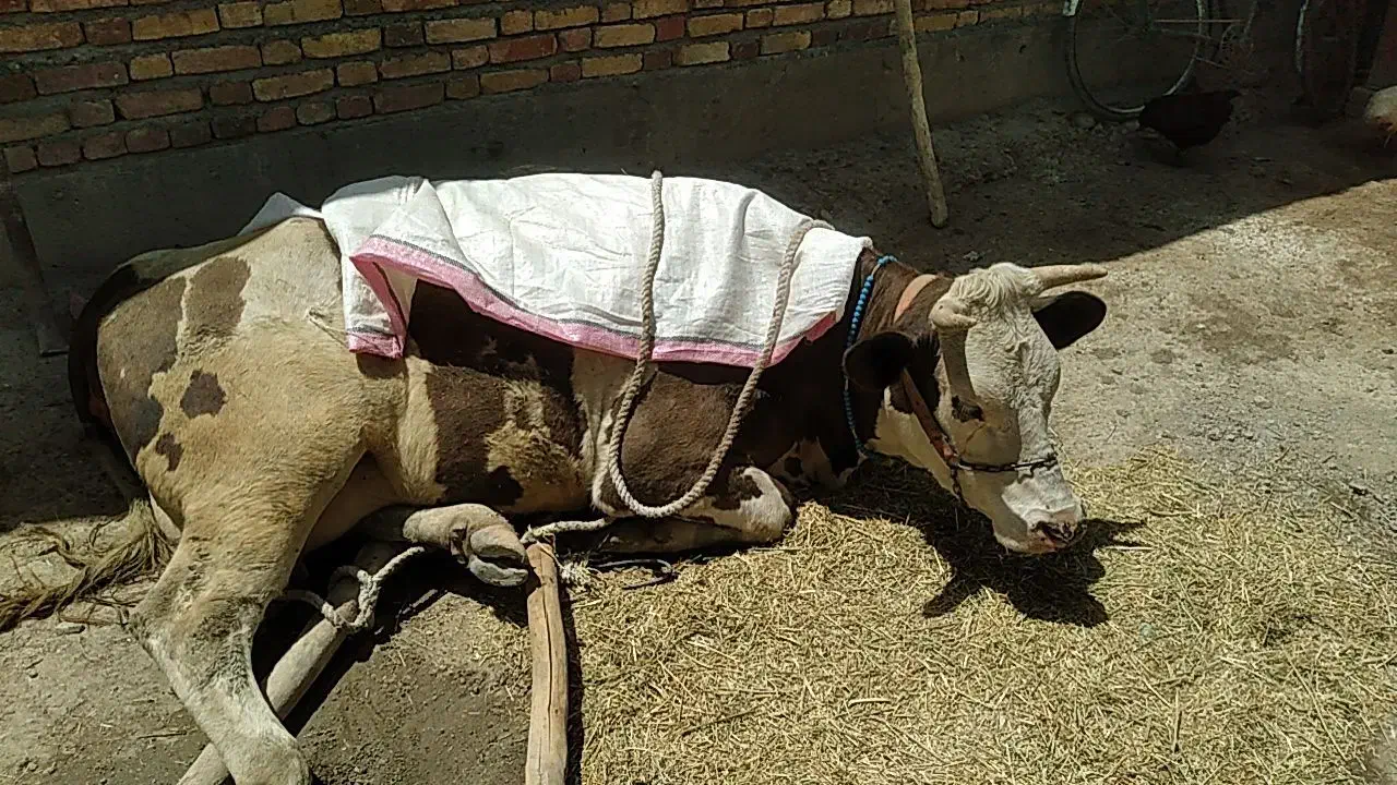 افتاده کسل حال گاو|حیوانات مزرعه|دلبران, |دیوار