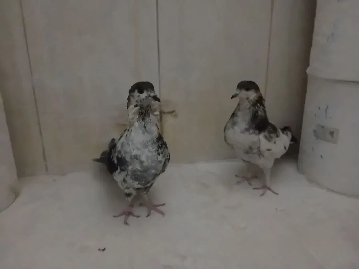 کفتر نرو ماده|پرنده|اسلام‌شهر, شهرک سعیدیه|دیوار