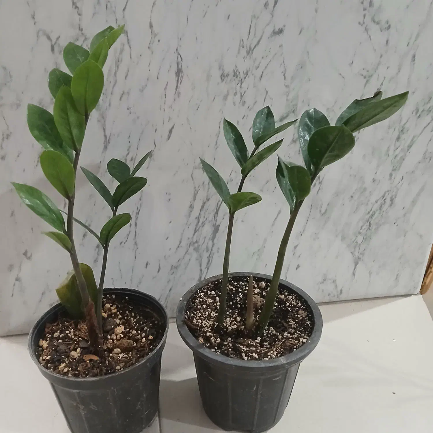 زامفولیا ۱۰۰|گل و گیاه طبیعی|سمنان, |دیوار