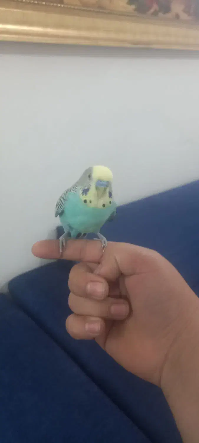 مرغ عشق نر|پرنده|دورود, |دیوار