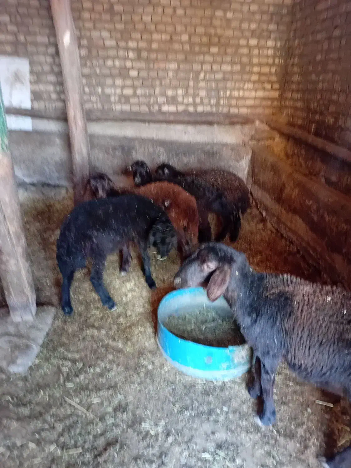 ۰۰۰|حیوانات مزرعه|بران, |دیوار