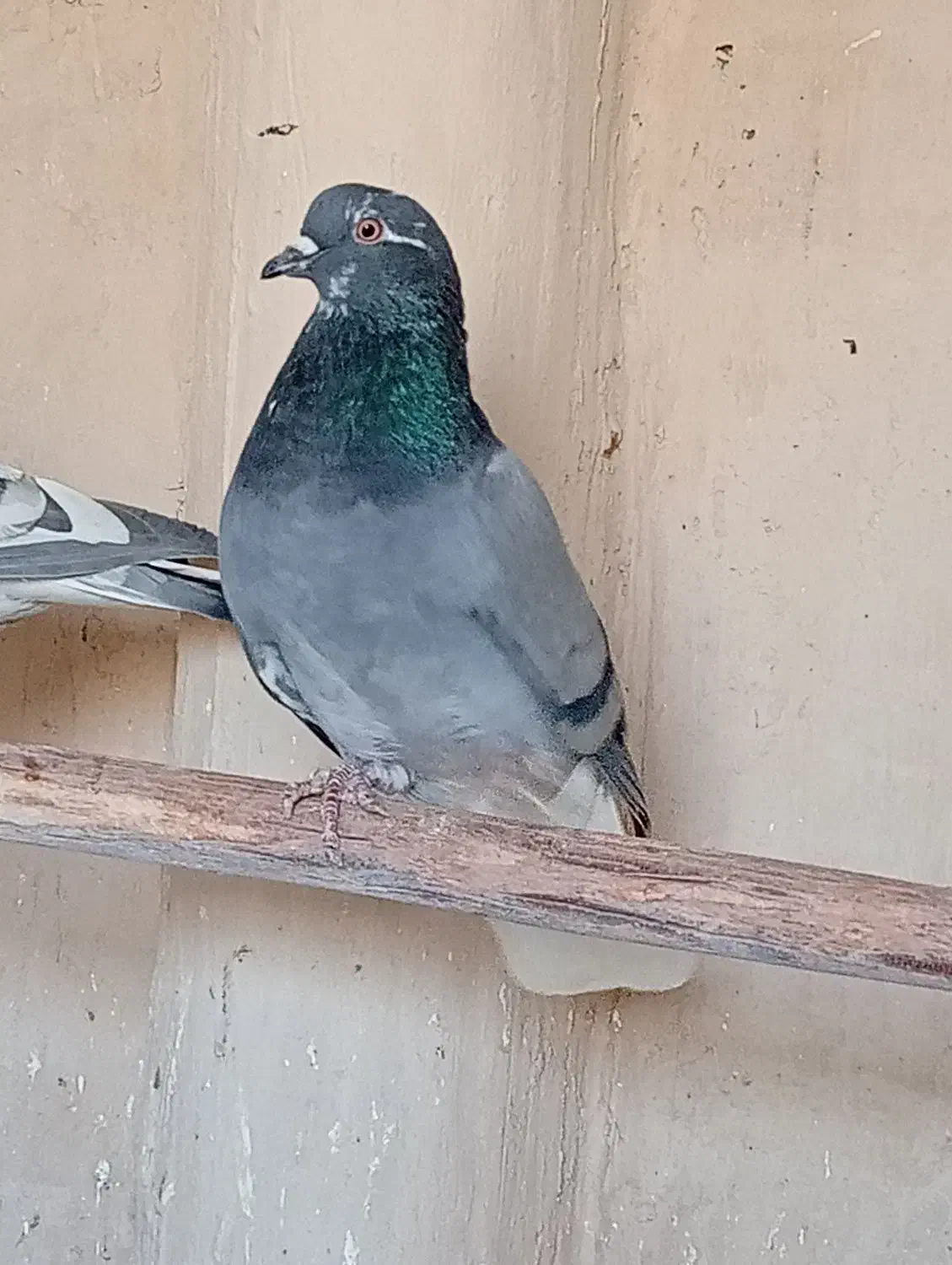 کبوتر خوب|پرنده|جعفرآباد, |دیوار