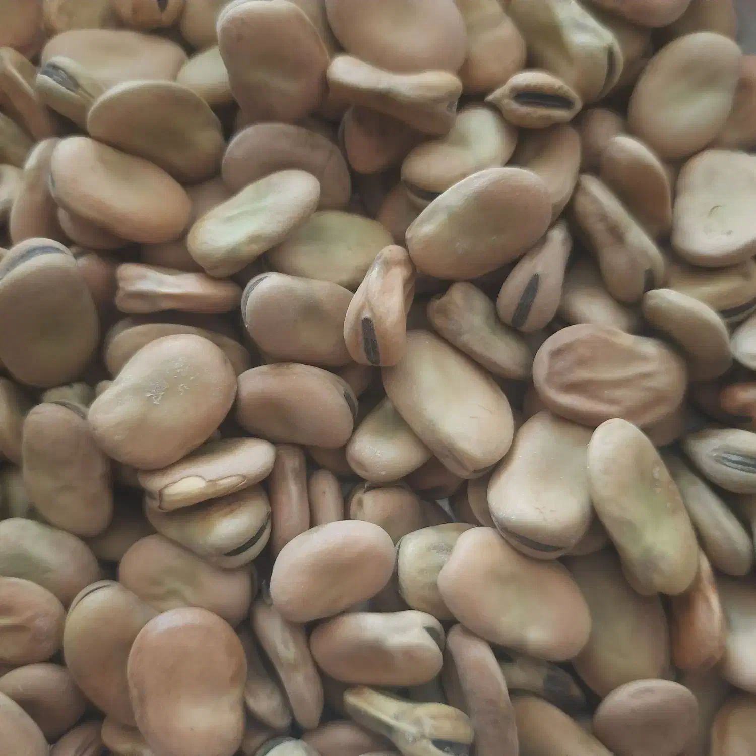 باقلا|خوردنی و آشامیدنی|دره شهر, |دیوار