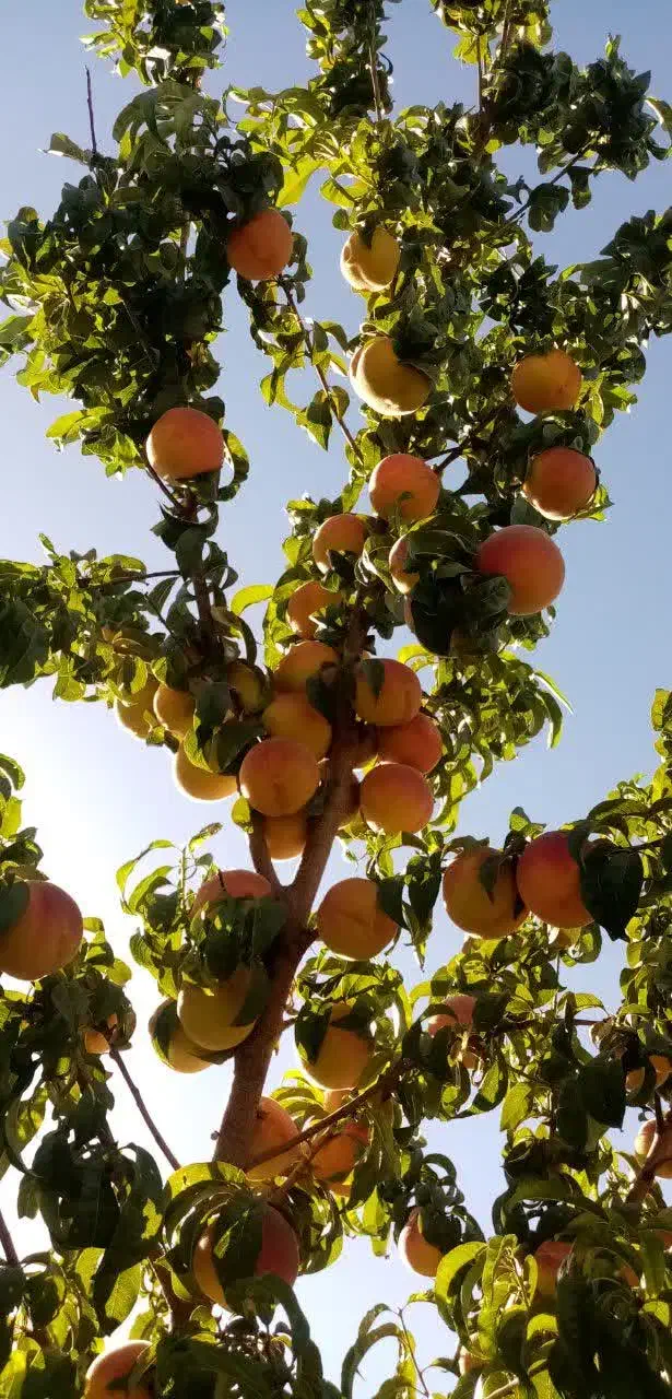 باغ|فروش دفتر صنعتی، کشاورزی، تجاری|اقلید, |دیوار