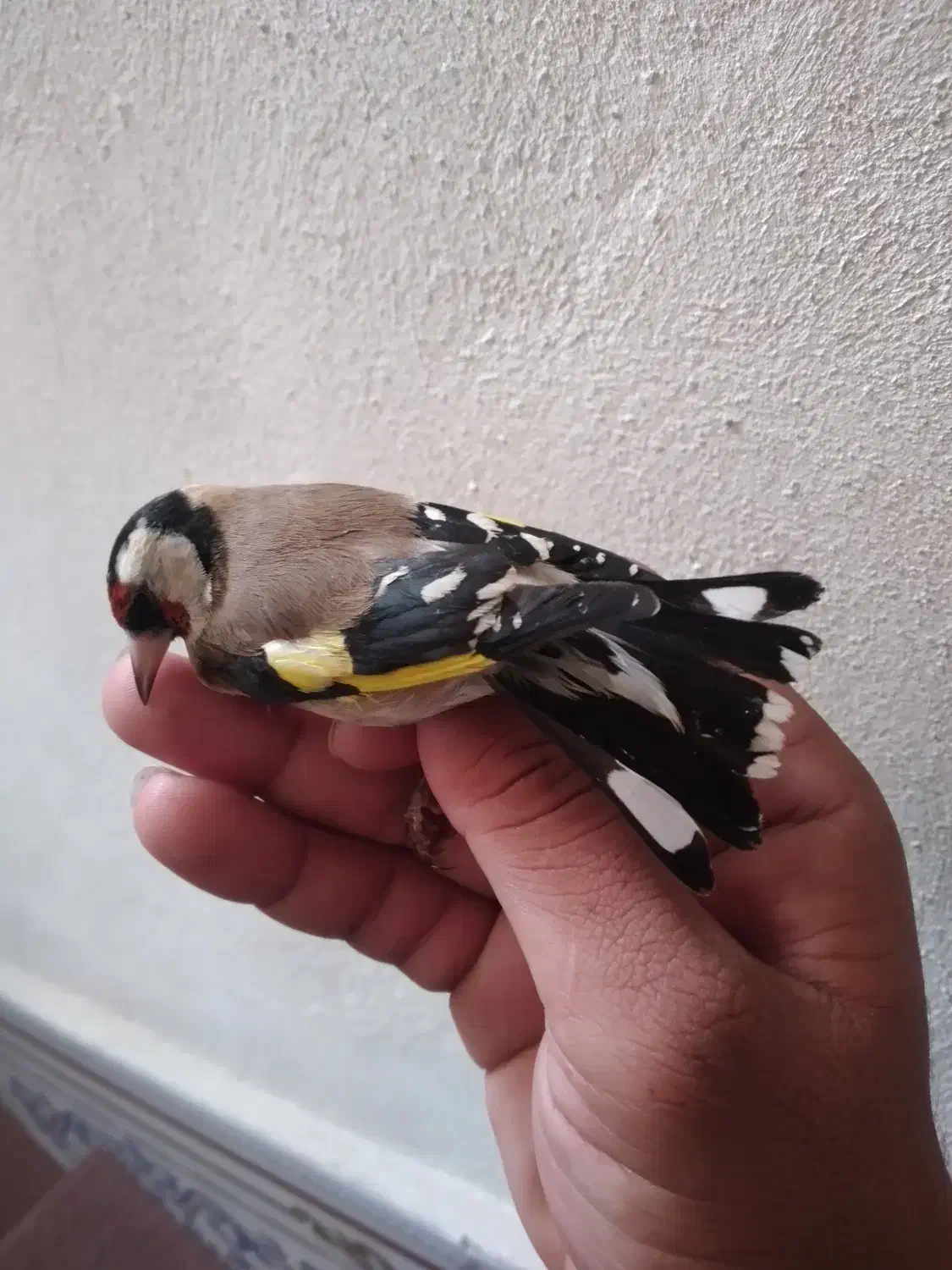 سهره ماده|پرنده|سرپل ذهاب, |دیوار