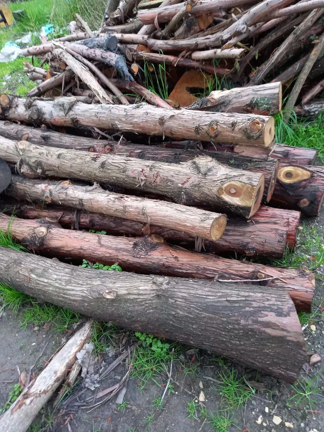 فروش چوب|خدمات باغبانی و درختکاری|بندر انزلی, ساحل قو|دیوار