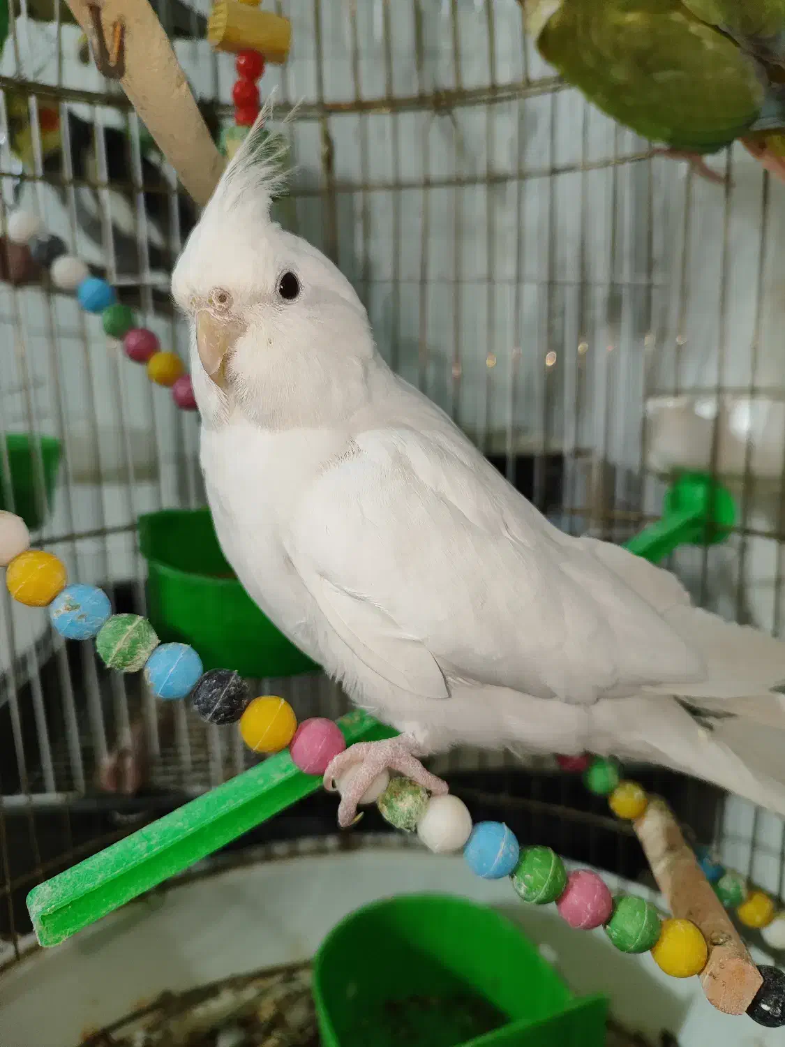 طوطی گرینچیک و عروس هلندی البینو|پرنده|گلزار, |دیوار