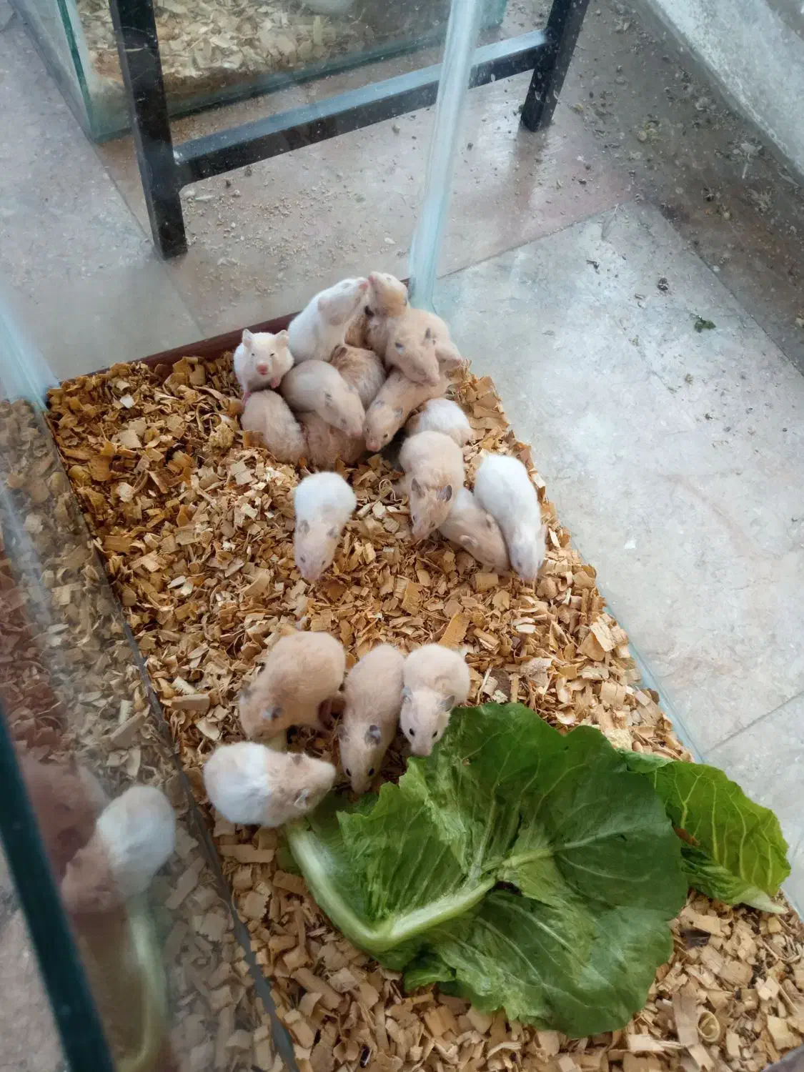 همستر|موش و خرگوش|مشهد, توس (بلوار توس)|دیوار