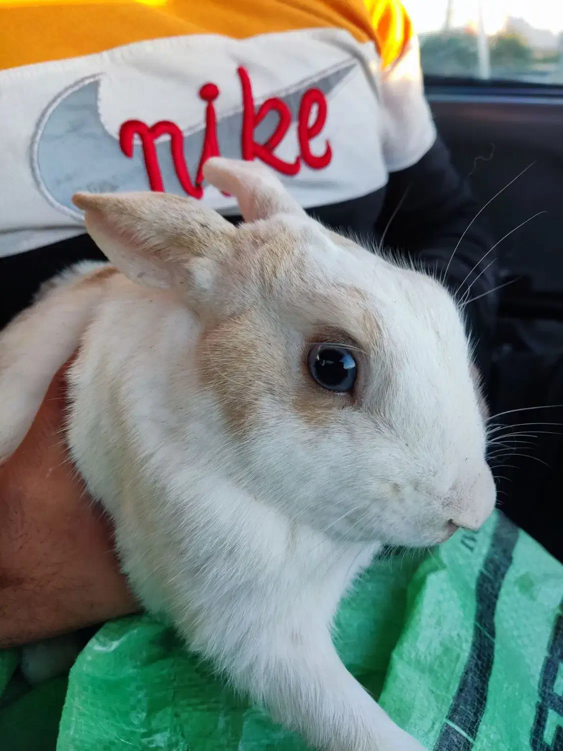 خرگوش نر و ماده|موش و خرگوش|تربتحیدریه, فتح المبین|دیوار