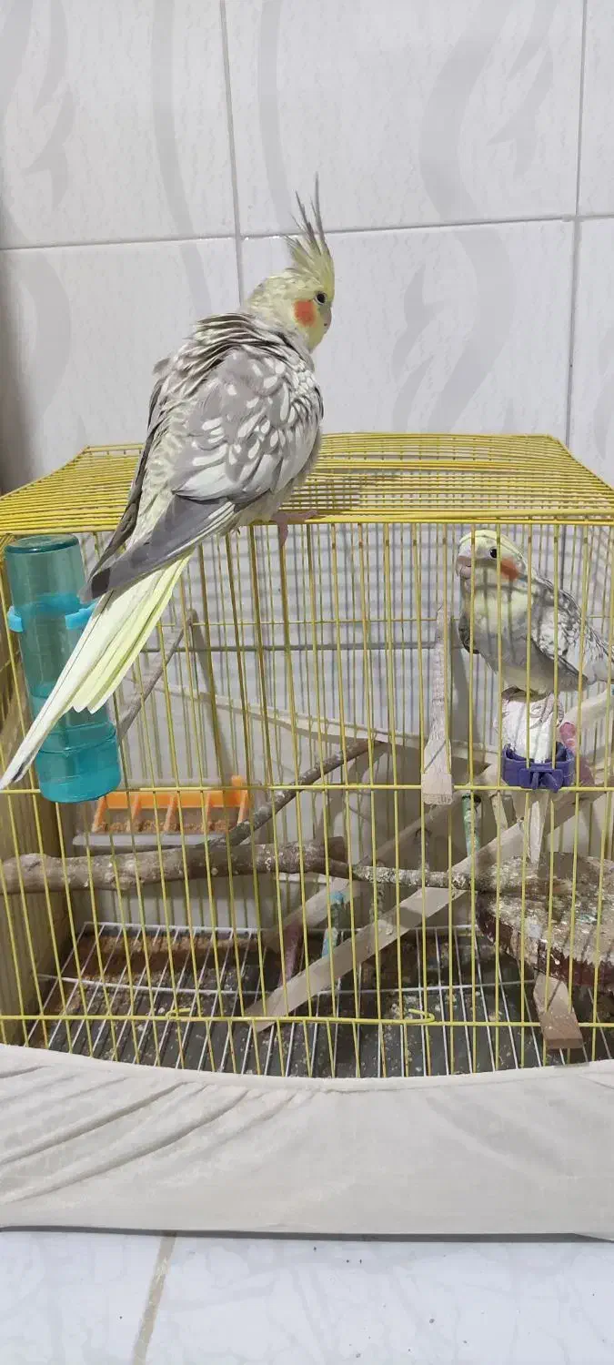 عروس هلندی|پرنده|مهاباد (آذربایجان غربی), |دیوار