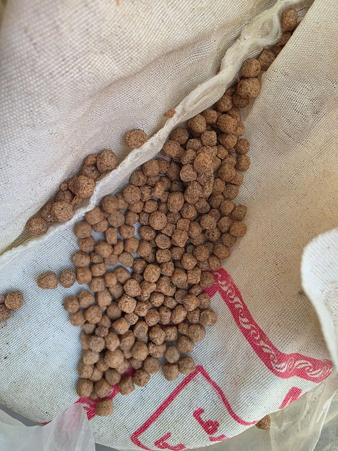 غذای ماهی|ماهی|کاشمر, |دیوار