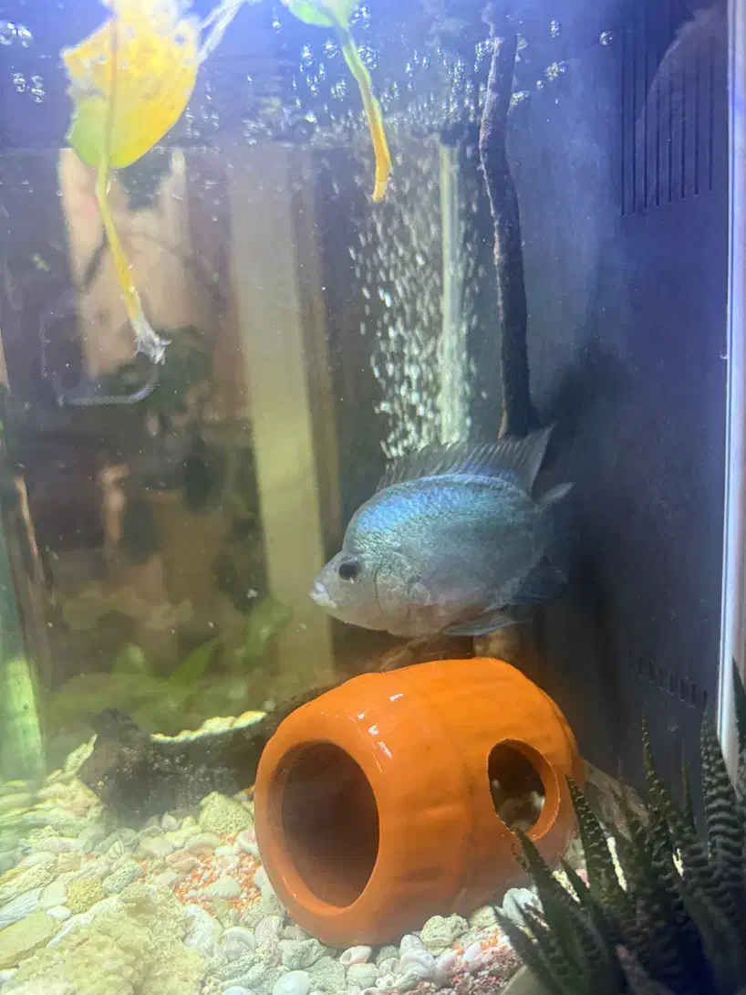 فلاور ابی تایسلیک|ماهی|تهران, نیروی هوایی (پیروزی)|دیوار