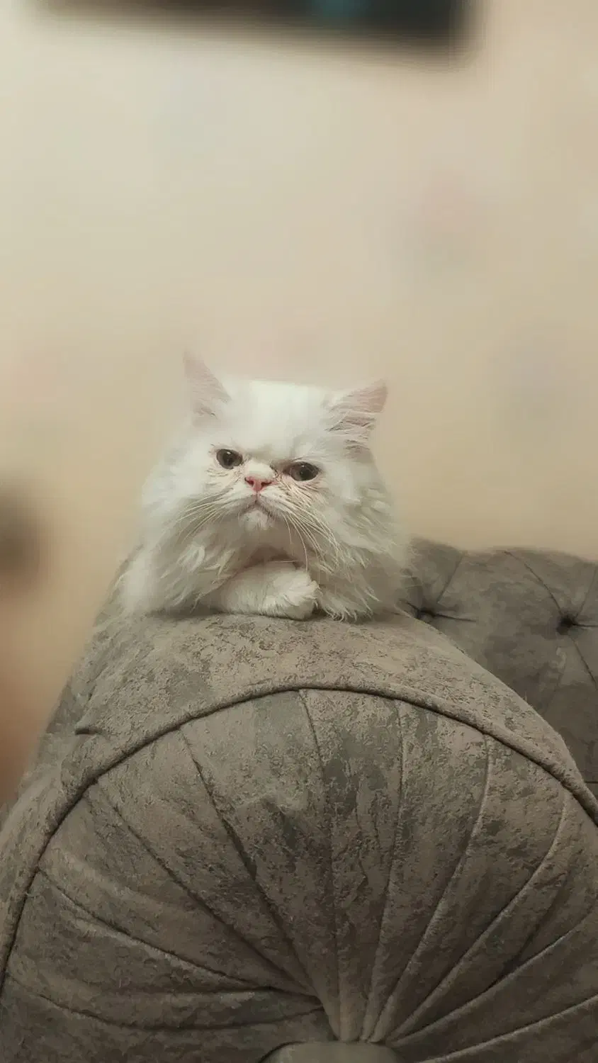 کلاسیک، فلت|گربه|بیرجند, |دیوار