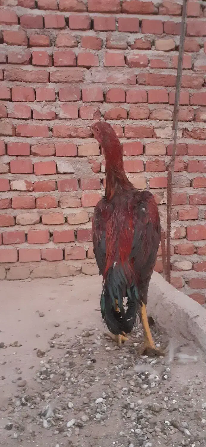 خروس لاری پنج ماهه|حیوانات مزرعه|عجب شیر, |دیوار