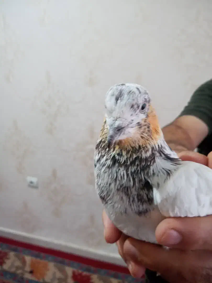 کبوتر سینه دم سیاه|پرنده|پرند, فاز ۵|دیوار