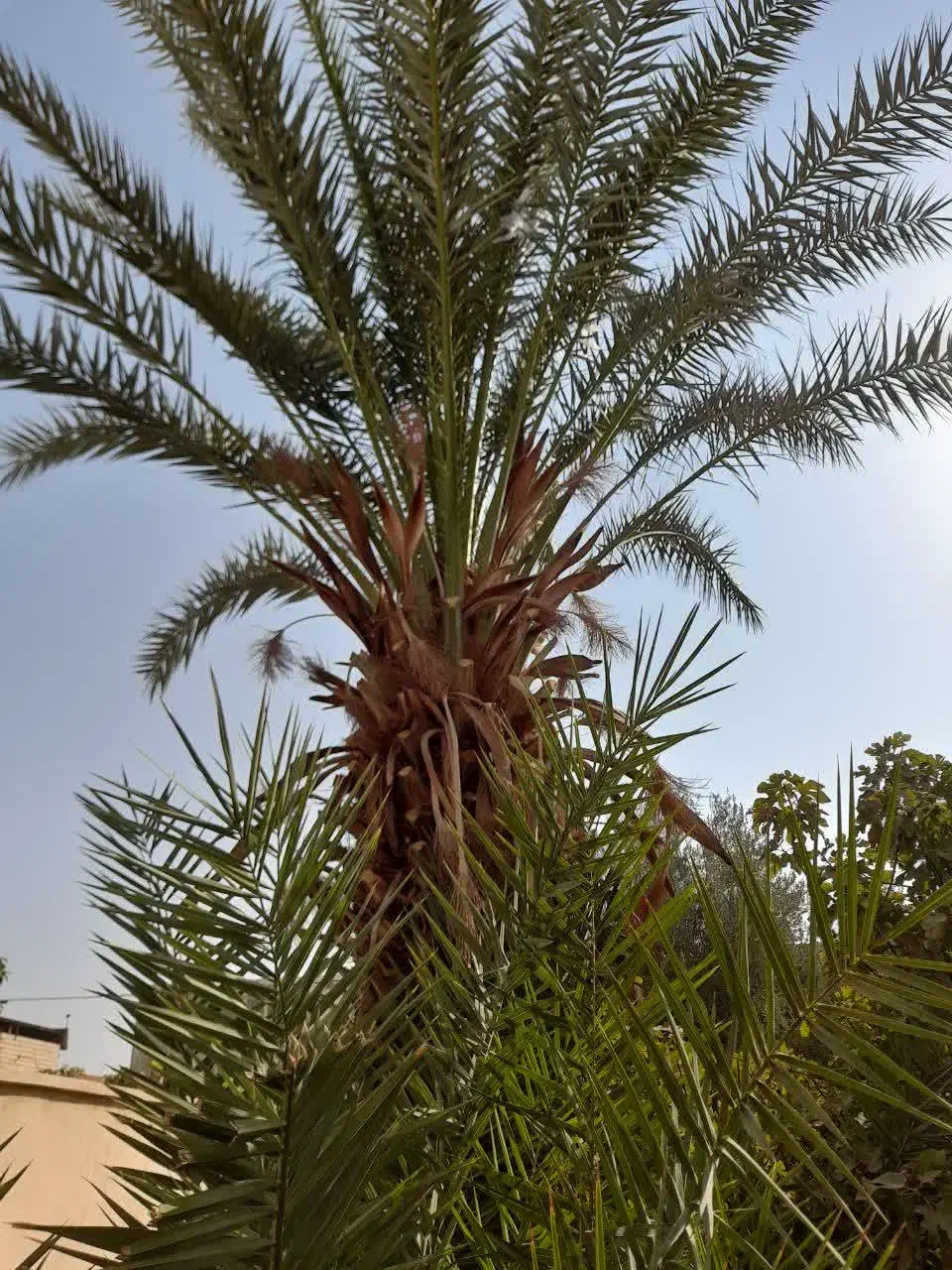 نخل خرما ۳۰ ساله|گل و گیاه طبیعی|میبد, |دیوار
