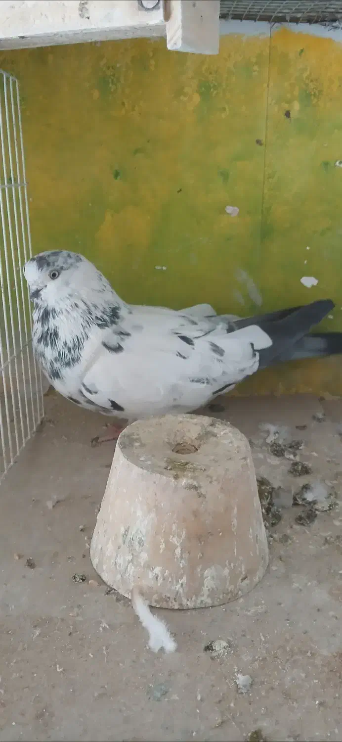 فروش چندتاکبوتر زیبا وسرکله ودار اصیل|پرنده|تهران, شهرآرا|دیوار