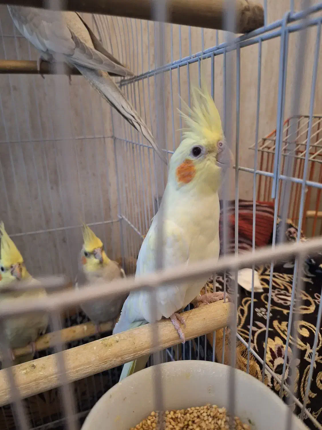 عروس هلندی|پرنده|پاکدشت, حصار امیر|دیوار