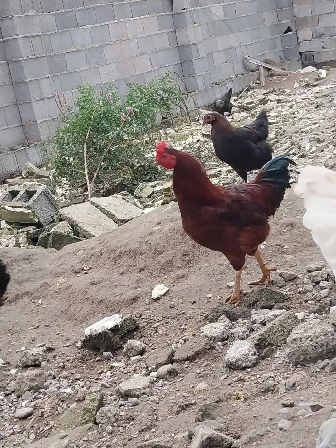خروس|حیوانات مزرعه|رشت, حومه رشت|دیوار