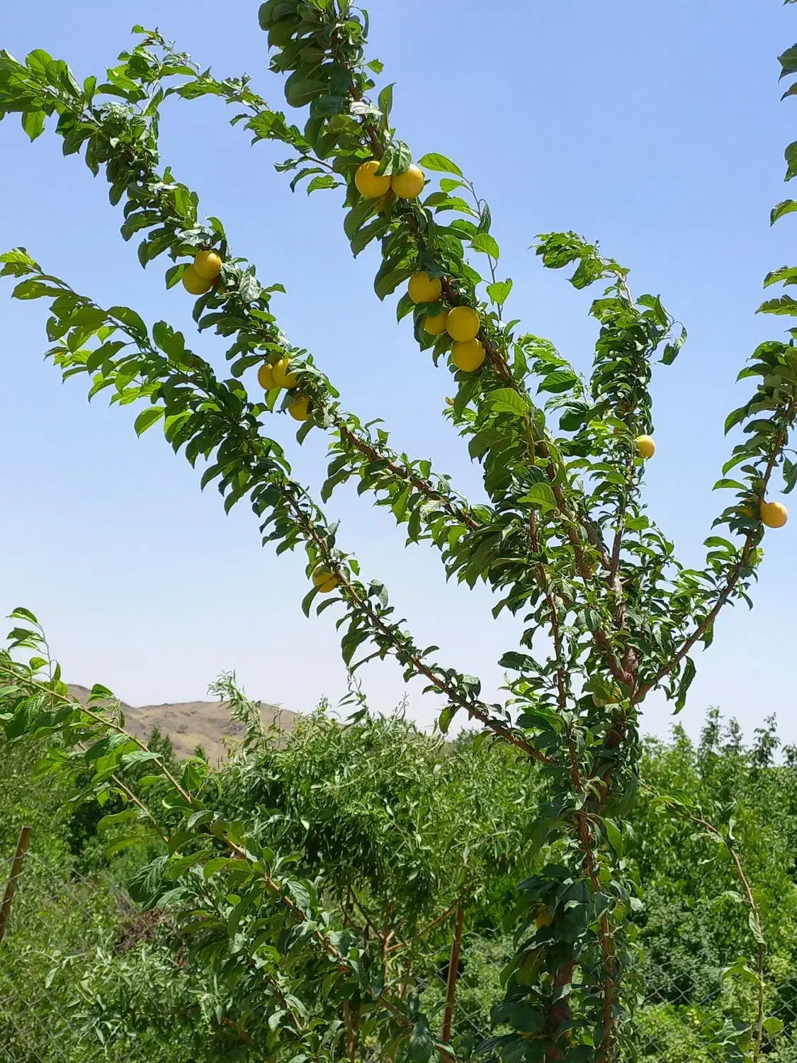 فروش باغ|فروش زمین و ملک کلنگی|خلجستان, |دیوار