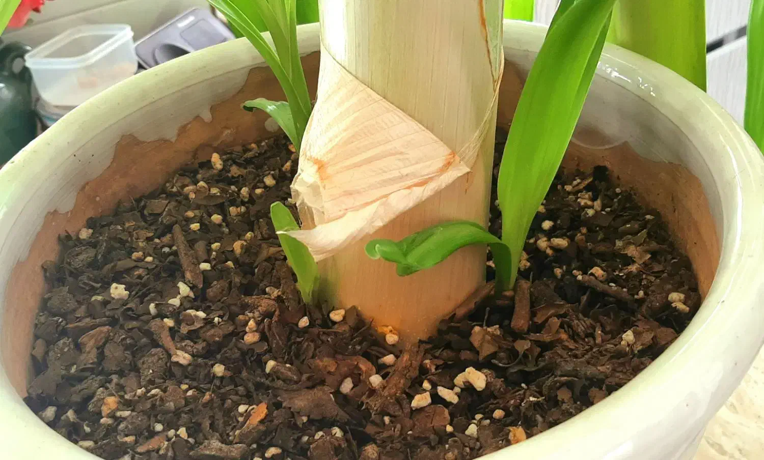 گل سوسن بزرگ با گلدون|گل و گیاه طبیعی|اردکان, |دیوار