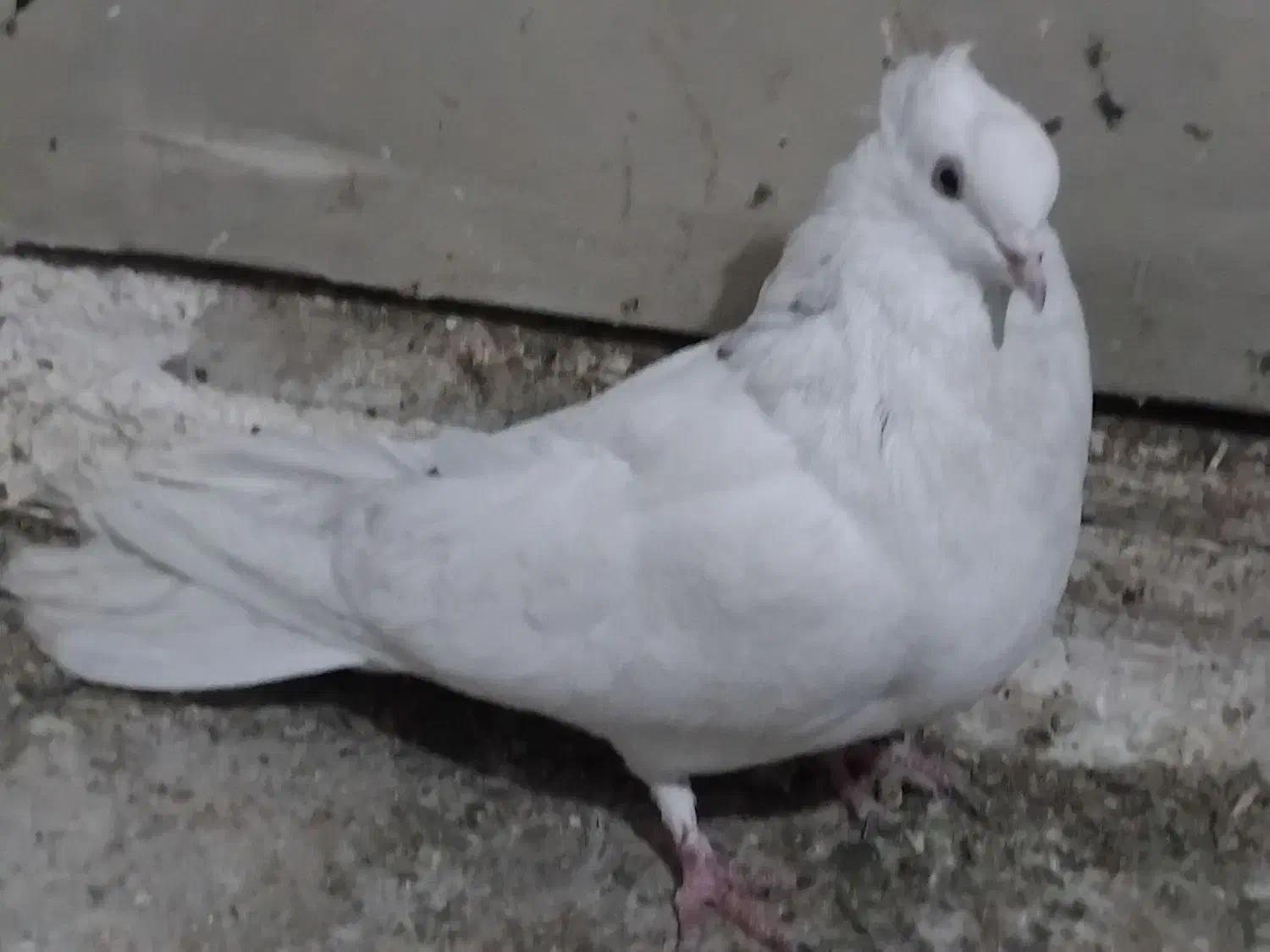 کبوتراصفهانی|پرنده|برخوار, |دیوار