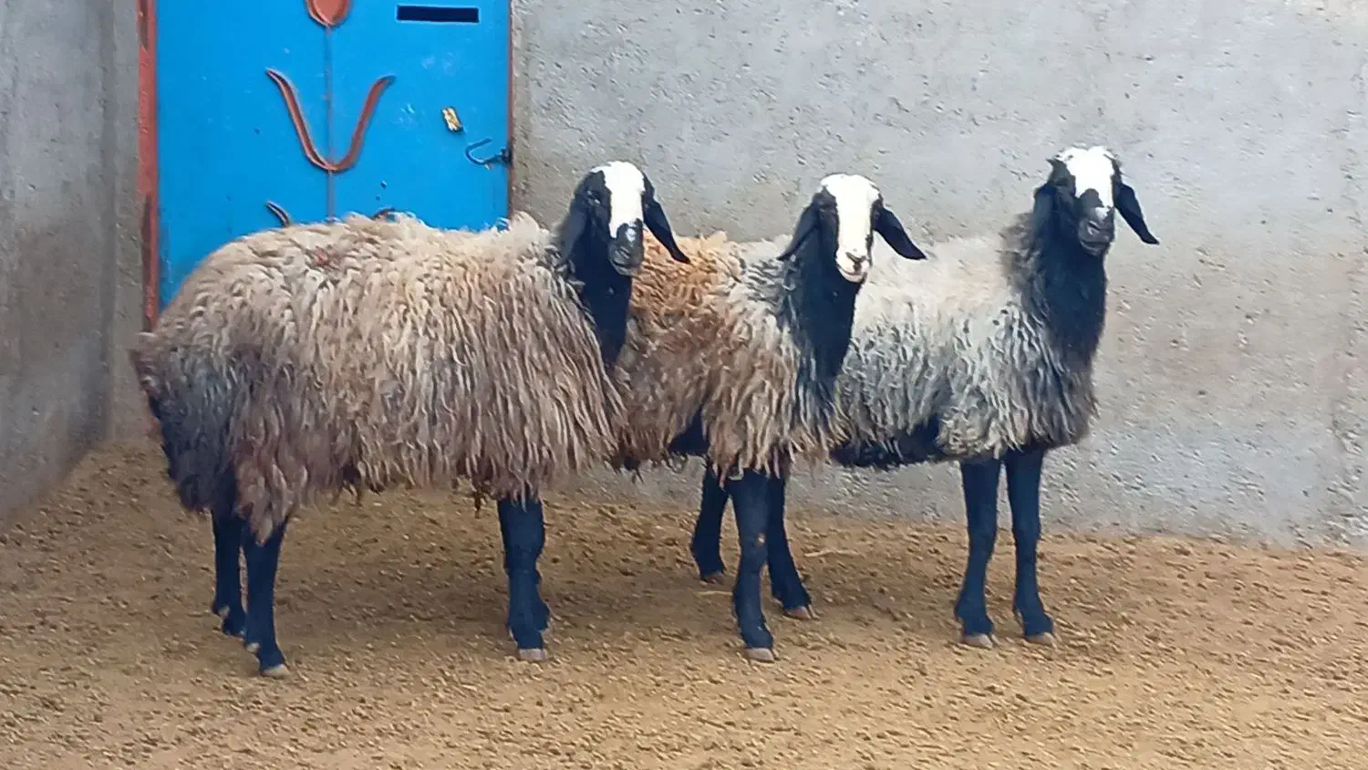 دامداری بزرگ سلحشور|حیوانات مزرعه|کرمان, |دیوار