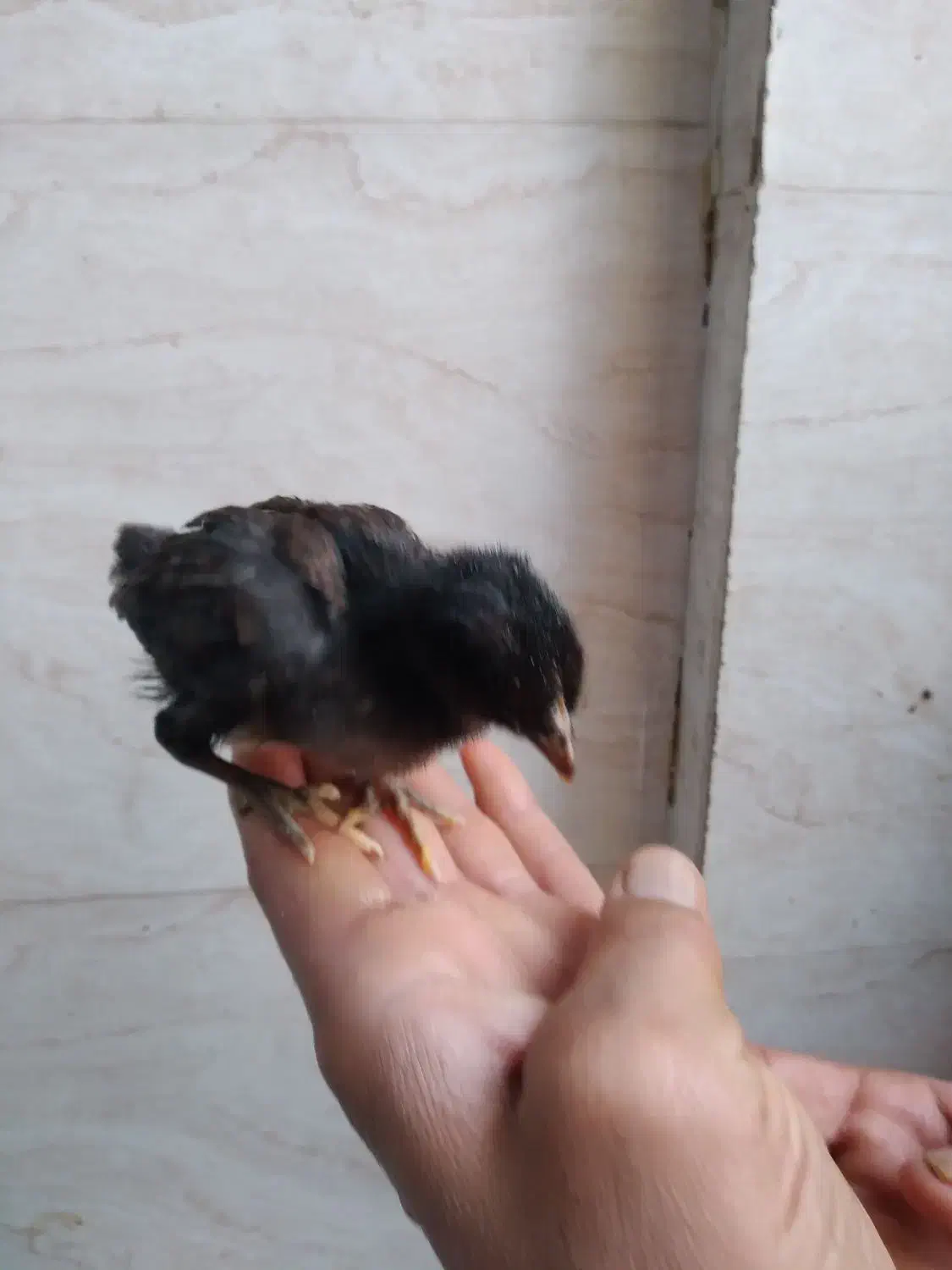 جوجه|حیوانات مزرعه|اهواز, حصیرآباد|دیوار