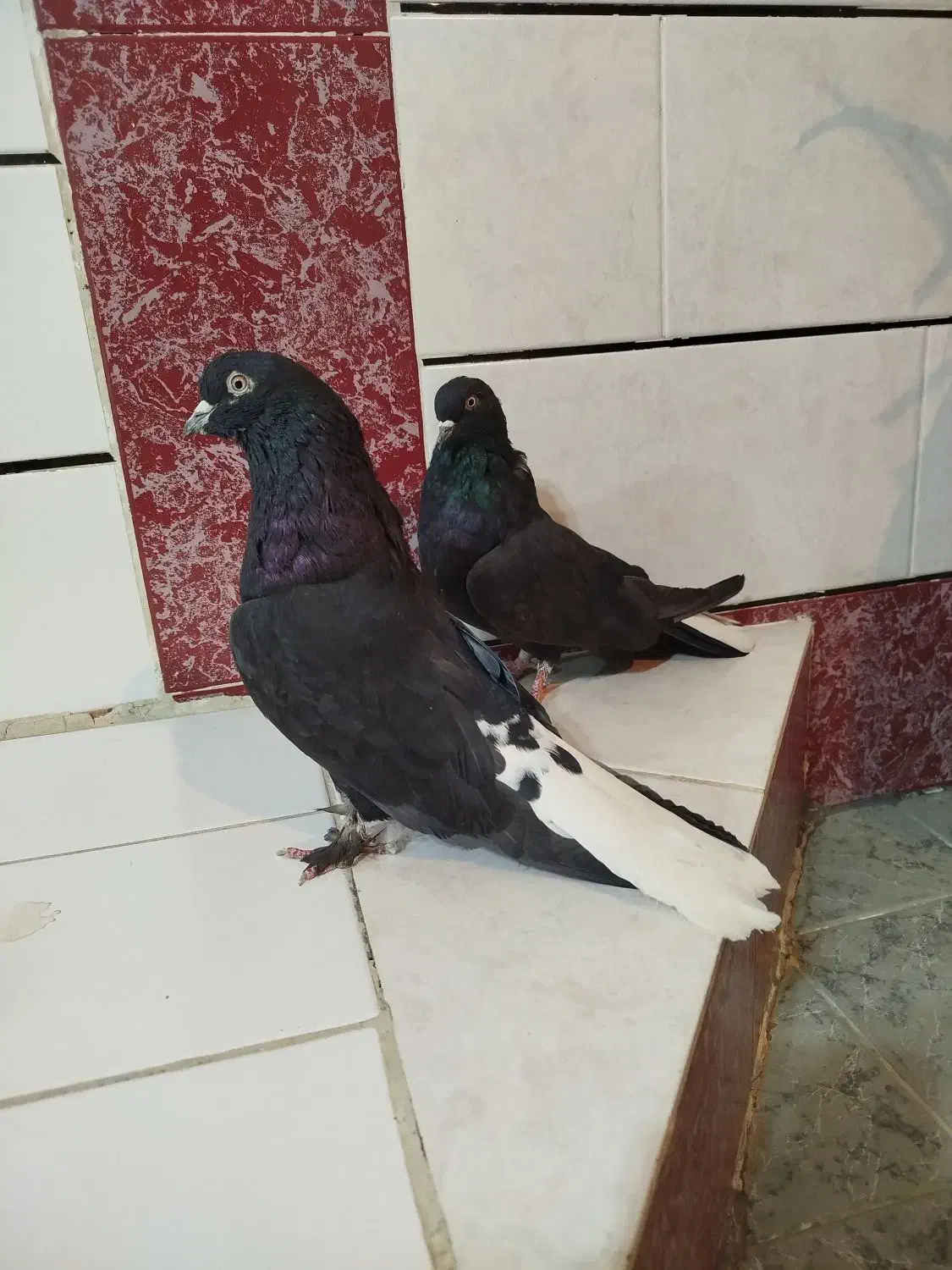 کبوتر سیاه|پرنده|فارسان, |دیوار