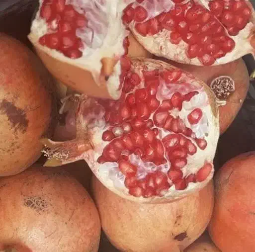 انار آب دار|خوردنی و آشامیدنی|قم, دورشهر|دیوار