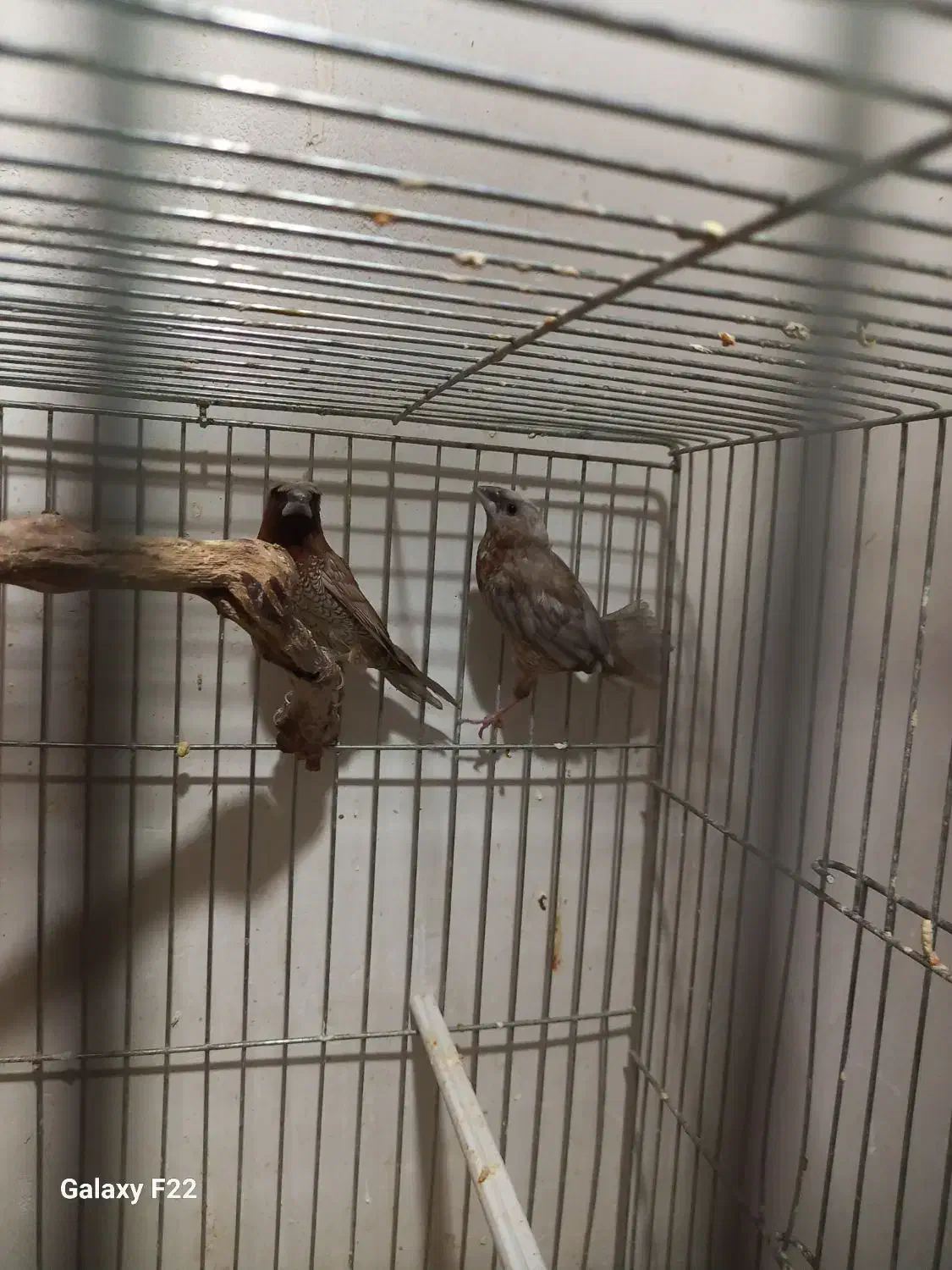 فنچ  پرل شکلاتی جفت بنگالی|پرنده|هشتگرد, هشتگرد قدیم|دیوار