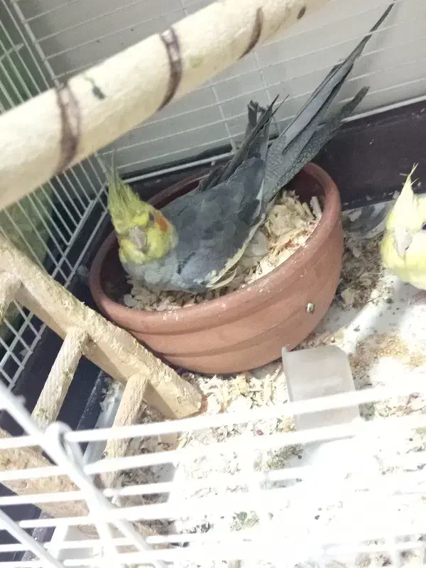 طوطی عروس مولد|پرنده|گرمدره, |دیوار