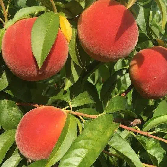 نهال هلو|گل و گیاه طبیعی|تهران, آرارات|دیوار