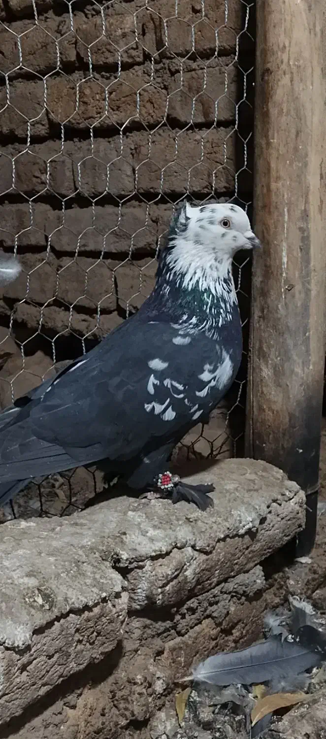 دوتا نر کله برنجی|پرنده|کیار, |دیوار