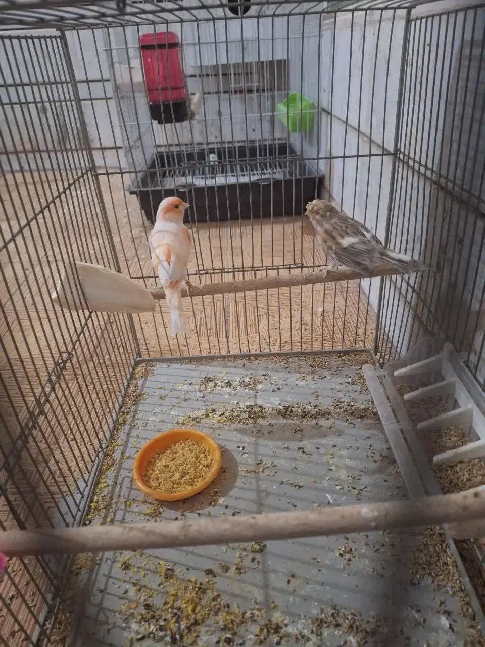 جفت قناری طوطی کوتوله فنچ سهره عروس هلندی|پرنده|خمینی‌شهر, |دیوار