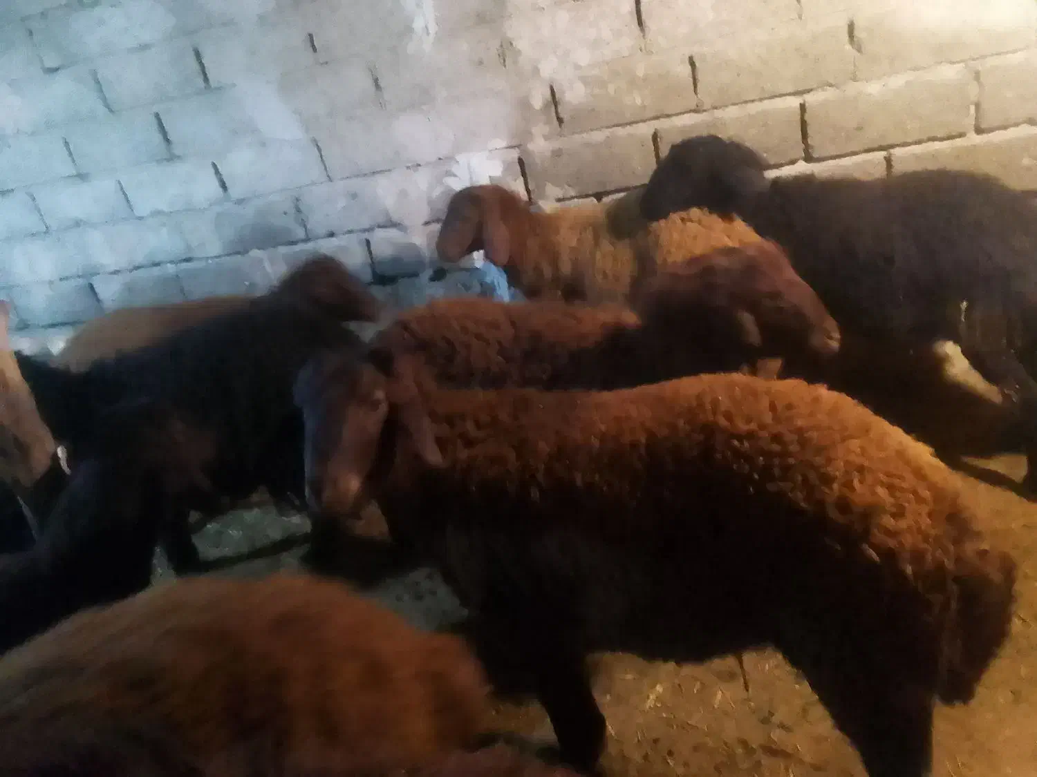 بره نر پای پروار|حیوانات مزرعه|محمدبار, |دیوار